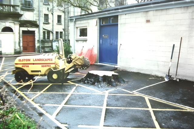 Stump within tarmac'd area